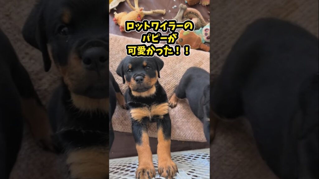 仕事で疲れた皆に贈る笑いと癒しのロットワイラー5選ww　#ロットワイラー #笑える #癒し #ロットワイラーのいる生活 #大型犬のいる暮らし #犬好きさんと繋がりたい #元気になる動画