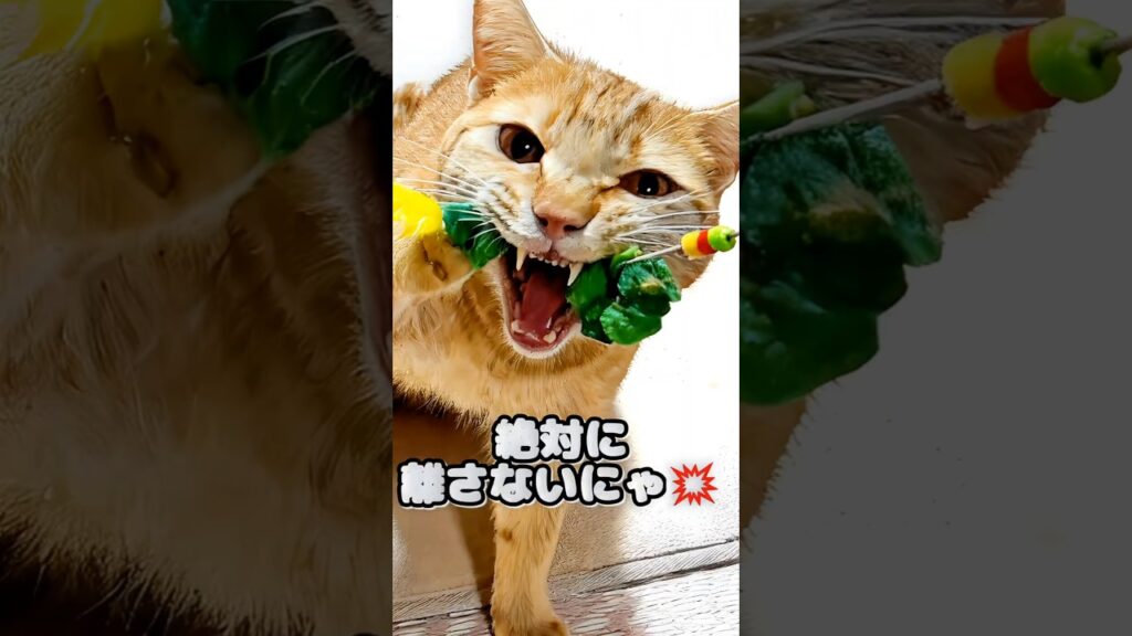 猫じゃらしに夢中すぎて…離したくない顔が怖カワ😼🐾