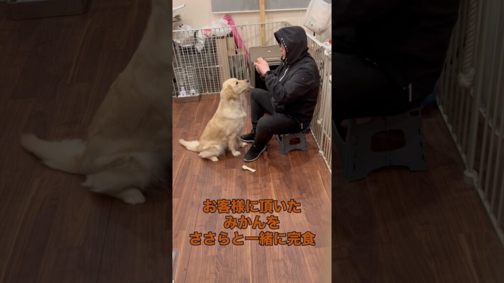 ささらとみかん　#ゴールデンレトリバー #大型犬のいる生活 #可愛い #癒し #愛犬 #かわいい #ささら #愛犬