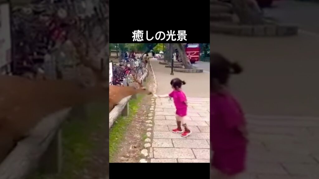 癒しの光景(奈良公園の鹿と女の子) #shorts