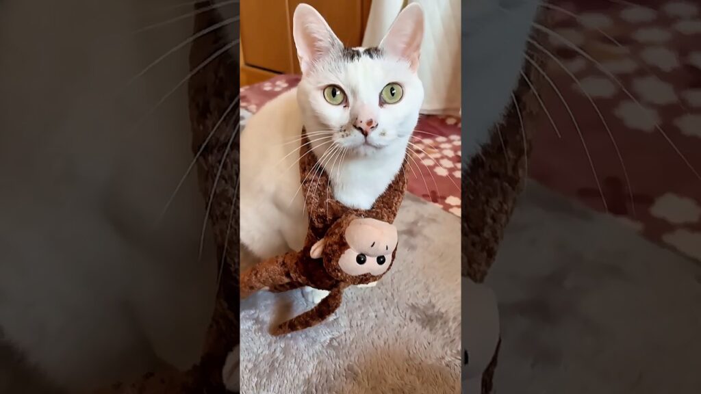 お猿をぶら下げてベルがやってきた🐒