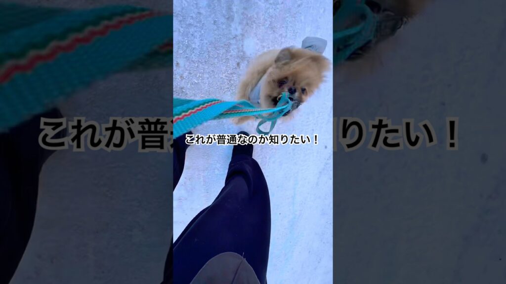 散歩がわからなくなるポメラニアン😂#犬 #癒し #散歩 #shorts #cute #dog