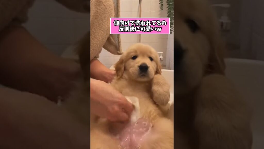 仕事で疲れた皆に贈る笑いと癒しのゴールデンパピー5選ww　#ゴールデンレトリバー子犬 #笑える #癒し #子犬のいる生活 #子犬のいる暮らし #犬好きさんと繋がりたい #元気になる動画