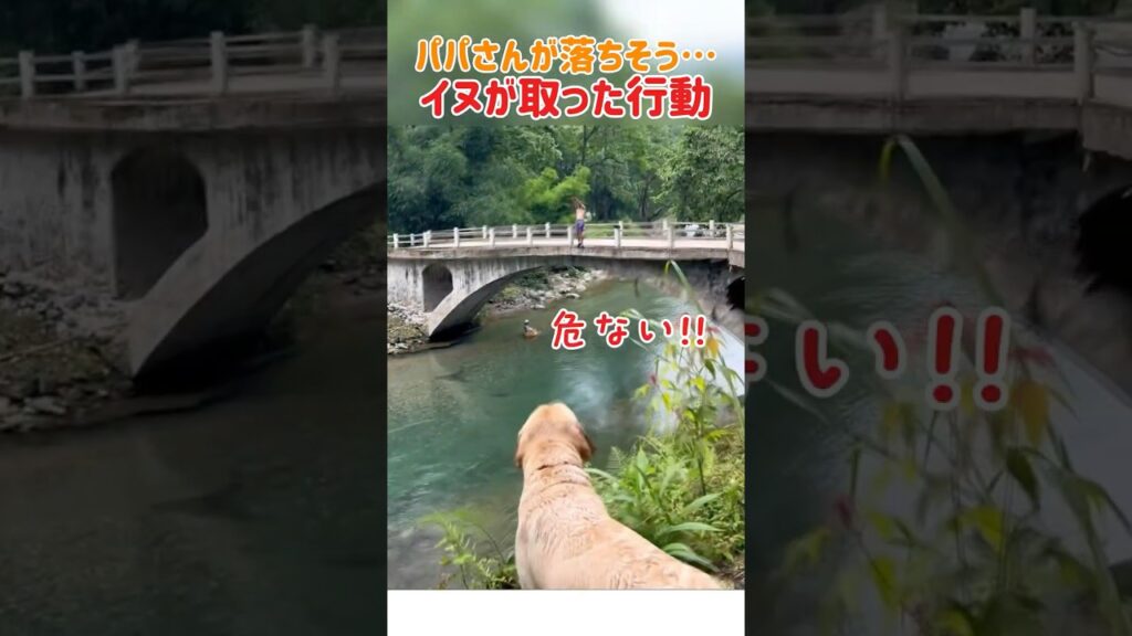 パパさんが落ちそう！イヌが取った感動の行動！　#すごい #いぬ #犬のいる暮らし #感動する話 #おもしろ動画 #癒し