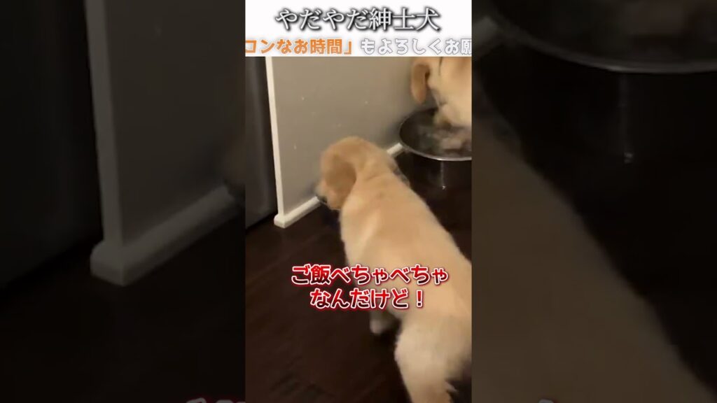 犬のおもしろ画像にツッコミどころ満載なアフレコしてみた＃381【紳士】【ハプニング映像】#shorts　#アフレコ #面白動画