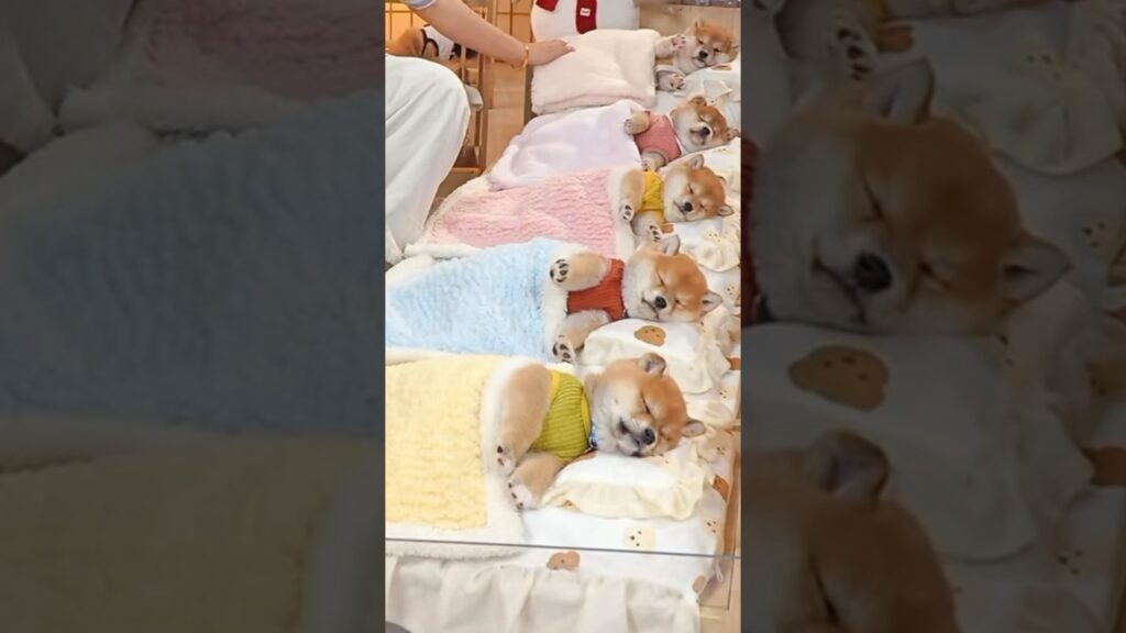 ならんでねんね、ぽかぽかおふとん❤️ Snuggled Up & Snoozing Side by Side