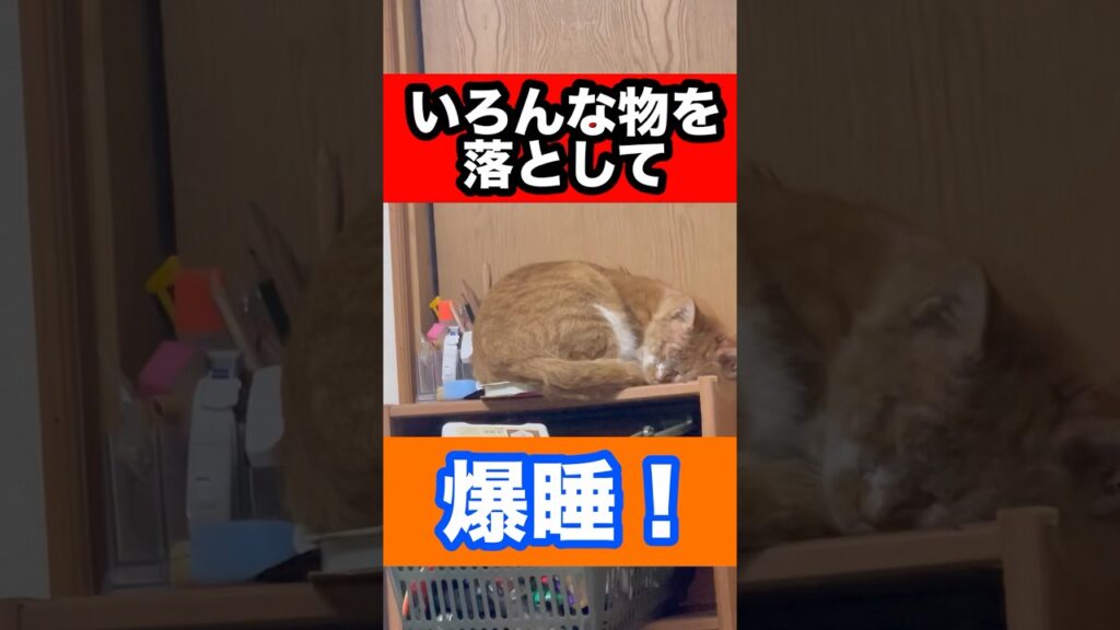 いろんな物を蹴散らして！！爆睡！！#癒し #かわいい #猫