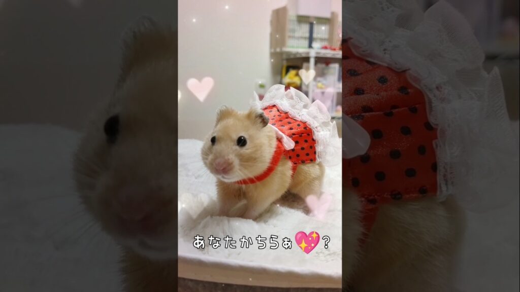 🐹ルカの事⋯呼んだ??💖ハムスター hamster キンクマ キンクマハムスター 可愛い 癒し💕