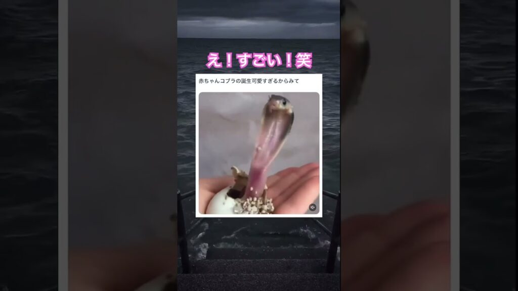 初めて見た！笑　#shorts#fyp#動物#可愛い#かわいい#癒し#癒し動画#元気になる動画 #コブラ #羽化