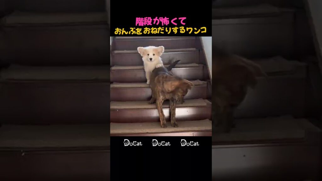 階段が怖くておんぶをおねだりするワンコ #子犬 #かわいい #癒し