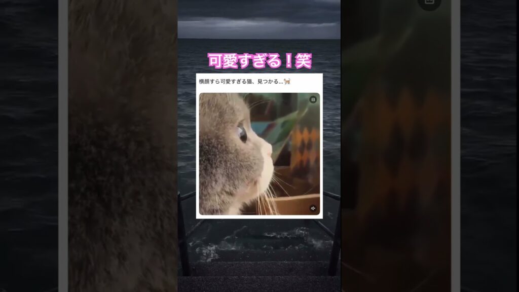 ただただ可愛い動画。笑　#shorts#動物#かわいい#可愛い#癒し#癒し動画 #猫 #横顔