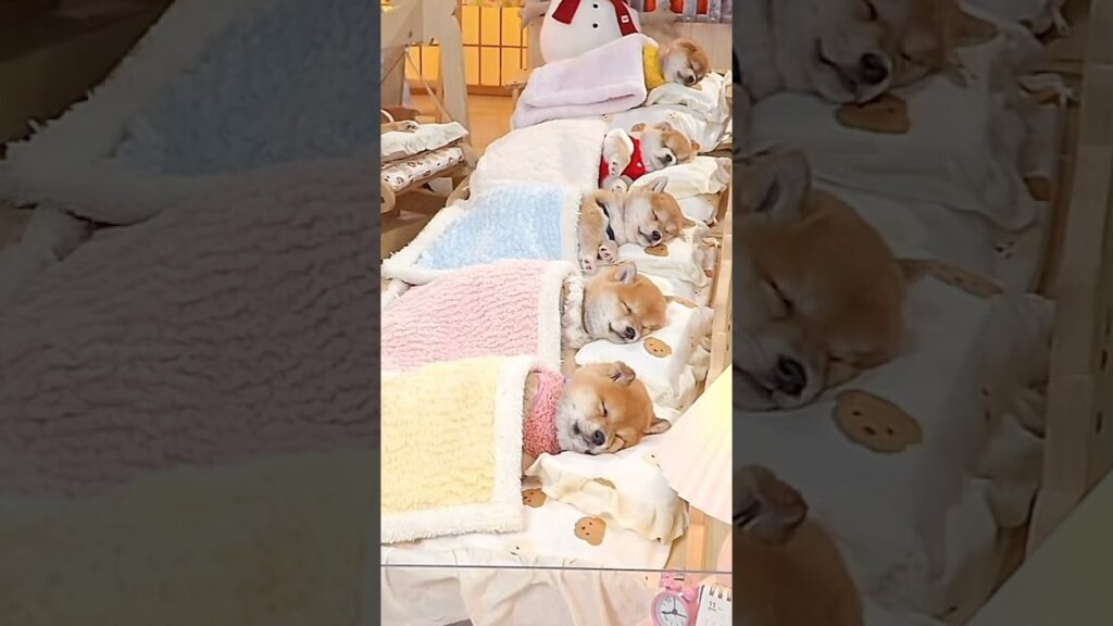 子犬たちならんでねんね