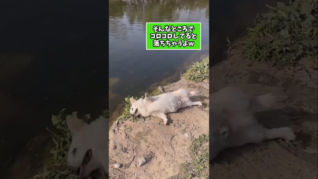 仕事で疲れた皆に贈る笑いと癒しのコーギー5選ww　#コーギー #笑える #癒し #コーギーのいる暮らし #犬のいる生活 #犬好きさんと繋がりたい #元気になる動画