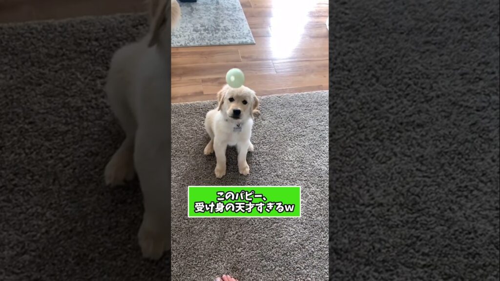 仕事で疲れた皆に贈る笑いと癒しの子犬5選ww　#子犬 #笑える #癒し  #子犬のいる暮らし #子犬のいる生活 #犬好きさんと繋がりたい #元気になる動画