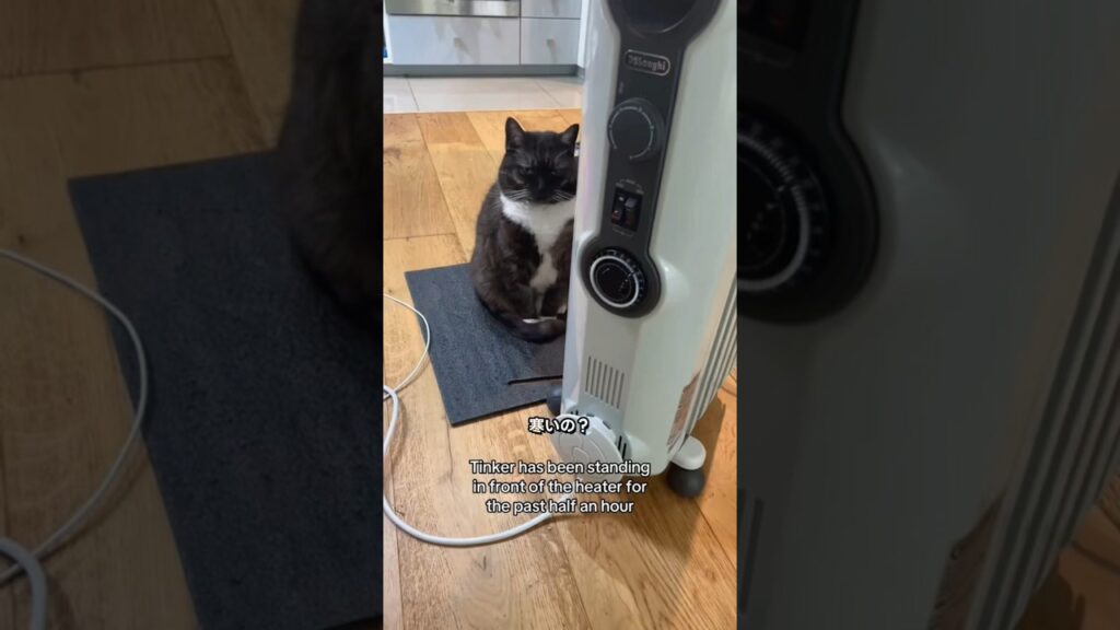 猫様のご命令です。