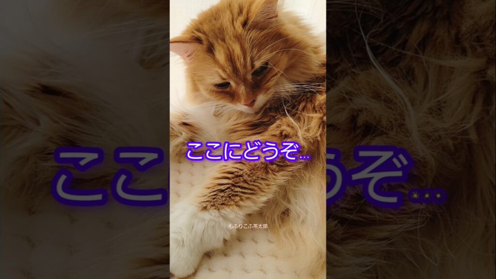 猫といつものお話…