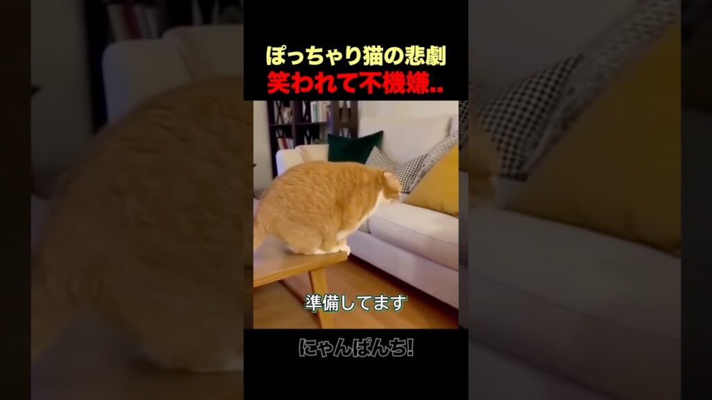 ぽっちゃり猫、ジャンプ失敗でプライド崩壊w