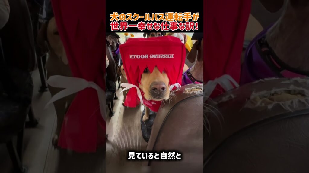 犬のスクールバス運転手が世界一幸せな仕事な訳！　#犬動画 #犬のいる暮らし #いぬのきもち #いぬ #癒し #かわいい #かわいい犬