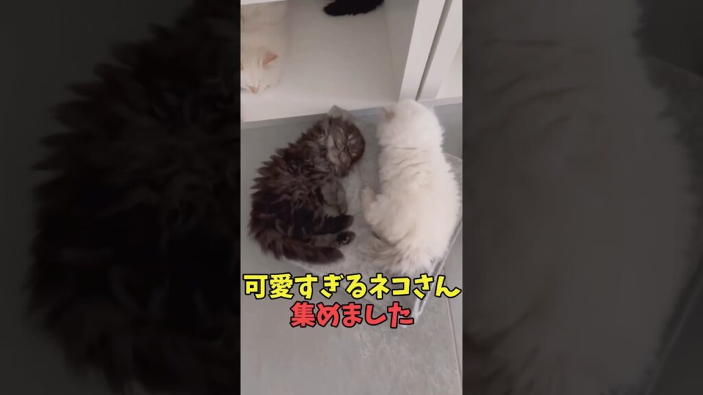 絶対口角上がる猫映像#猫　#猫のいる暮らし　#猫動画　#ねこ　#可愛い　#かわいい　#可愛すぎる　#2ch　#癒し　#ペット　#動物　#2ch 　#shorts