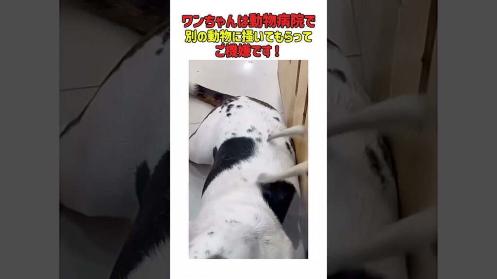 ワンちゃんは動物病院で別の動物にかいてもらってご機嫌です！　#いぬ #犬 #犬のいる生活 #犬動画 #いぬのきもち #犬のいる暮らし #癒し #面白い #かわいい