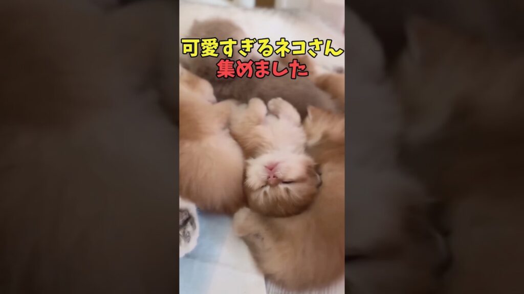 絶対ほっと一息つける猫映像#猫　#猫のいる暮らし　#猫動画　#ねこ　#可愛い　#かわいい　#可愛すぎる　#2ch　#癒し　#ペット　#動物　#2ch 　#shorts