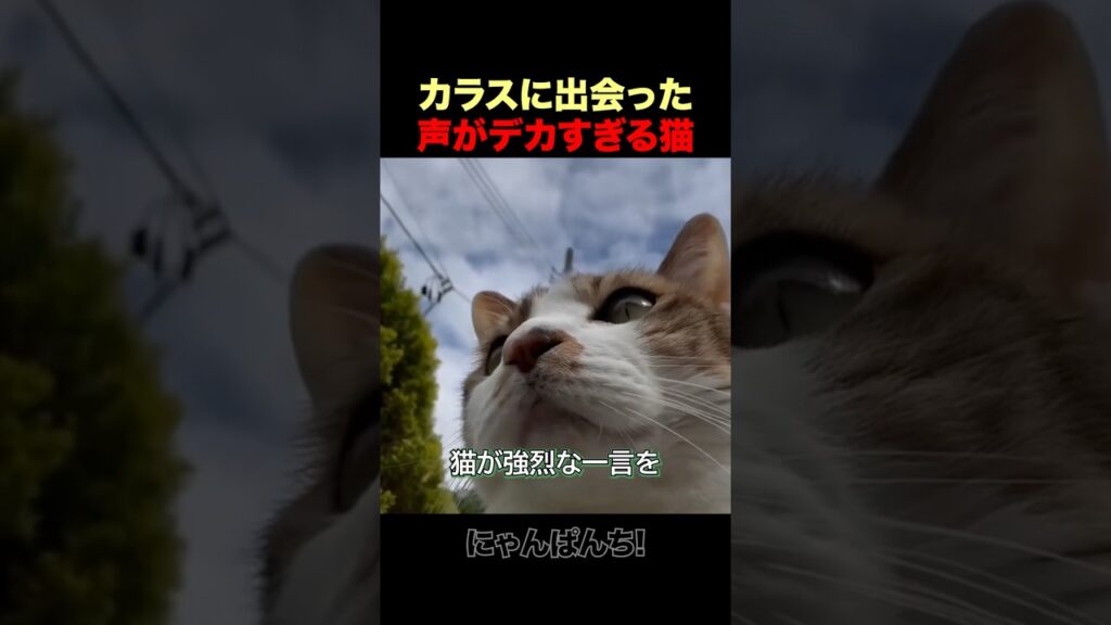 カラスの前で一番声が大きい猫w