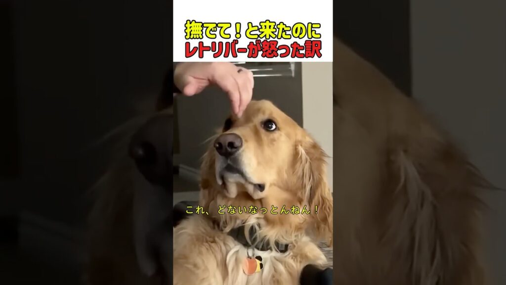 撫でて！と来たのにゴールデンレトリバーが怒った訳！　#犬 #いぬ #癒し #いぬのきもち #犬のいる暮らし #犬のいる暮らし #犬動画 #ゴールデンレトリバー