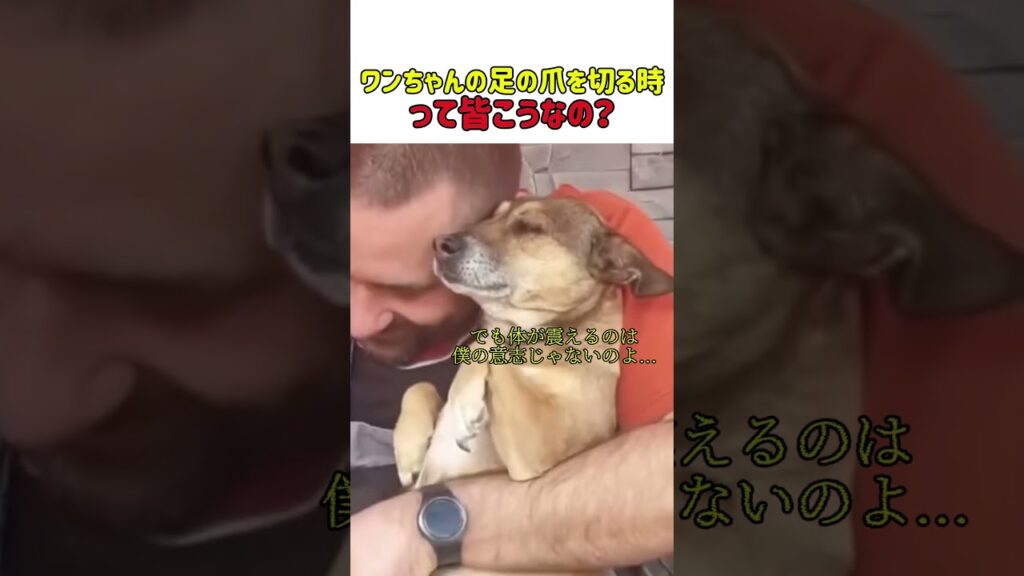 ワンちゃんの足の爪切る時って皆こんな感じ？　#いぬ #犬 #犬動画 #犬のいる暮らし #犬のいる生活 #ワンちゃん #癒し #かわいい #面白い