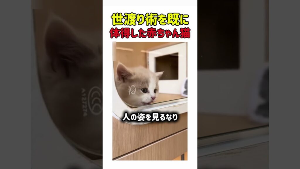 世渡り術を既に体得した赤ちゃん猫 #ねこ#猫 #赤ちゃん猫#猫動画 #かわいい #猫好き #子猫 #癒し