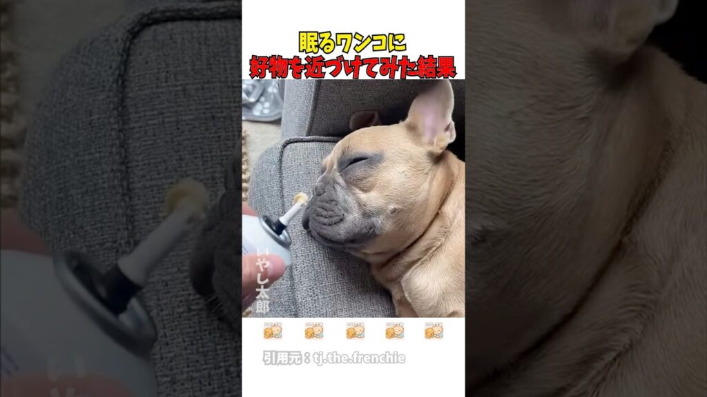 眠るワンコに好物を近づけてみた結果