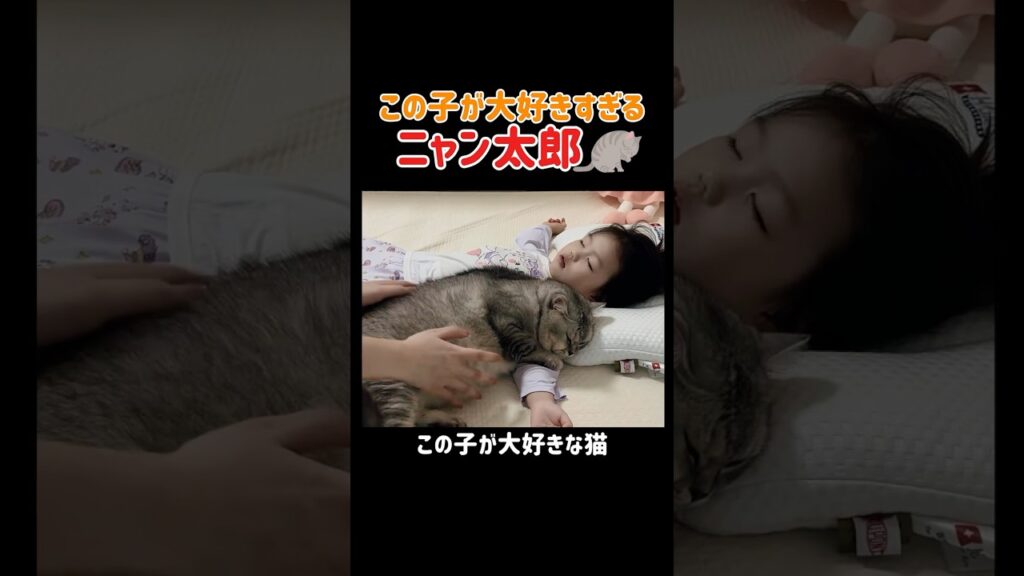 この子が大好きすぎるニャン太郎　#猫のいる暮らし #猫のいる生活 #猫好きさんと繋がりたい #面白集 #癒し