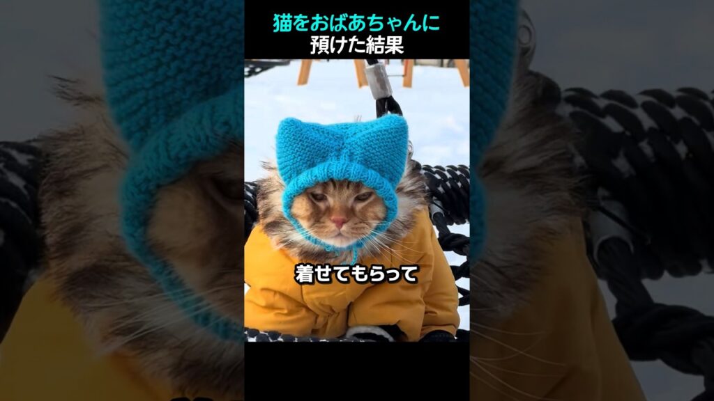 猫をおばあちゃんに預けた結果