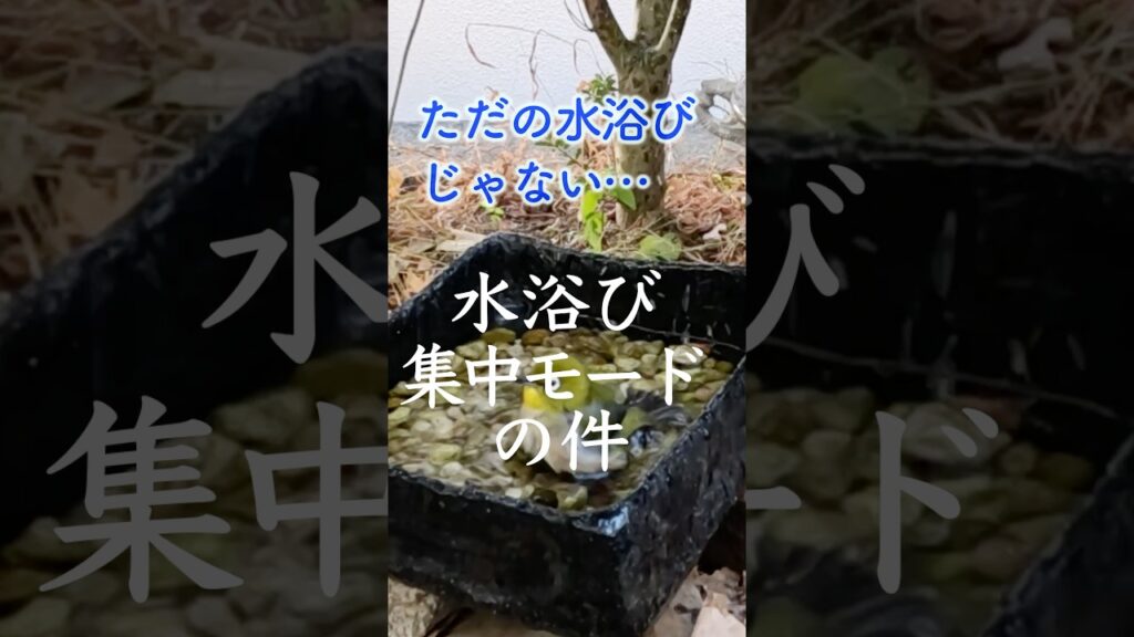 冬の水浴び メジロさん、その時…  #野鳥観察 #癒し