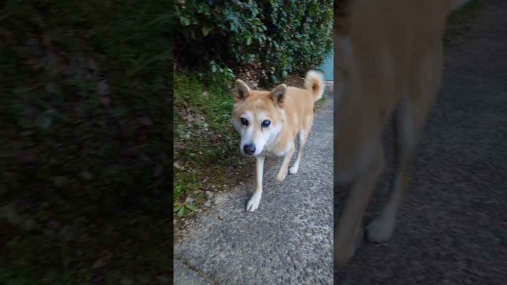 はしれ！ハナちゃん！ #柴犬 #癒し #散歩 #shibainu #新年#lol #わんわん#ことよろ#funnyshorts #癒し系