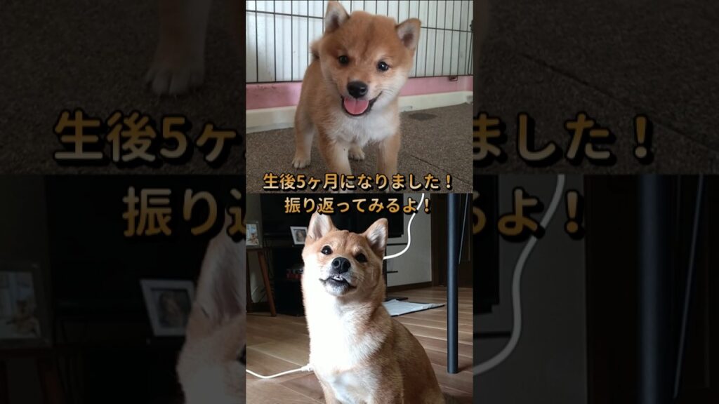 成長振り返り！生後5ヶ月になりました！ #柴犬 #shibainu #豆柴 #犬 #癒し #子犬