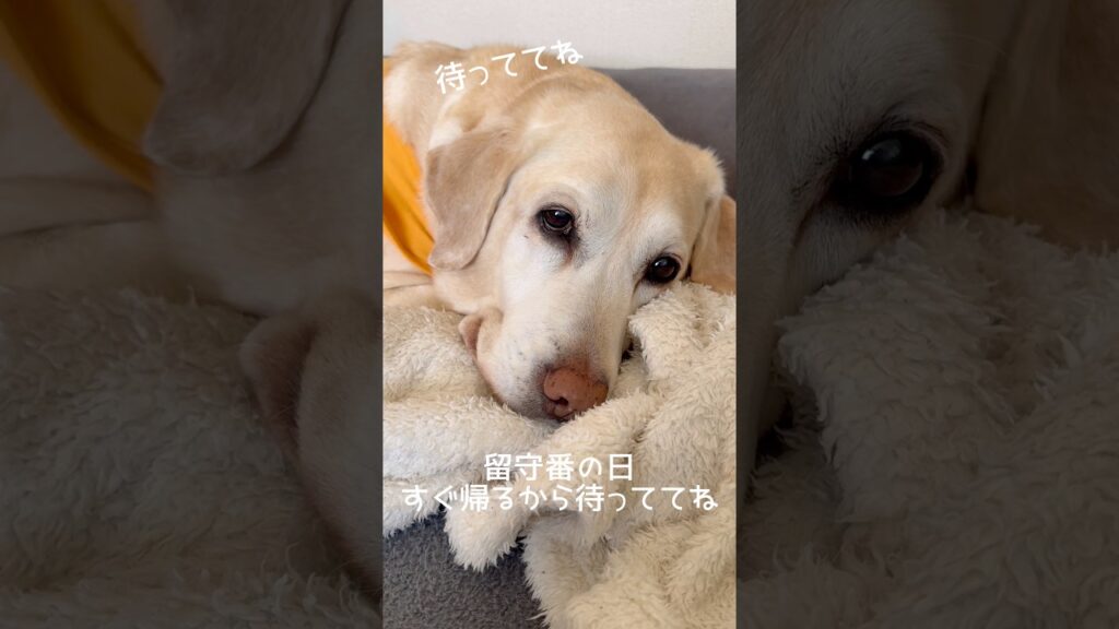すぐ帰るからね #ラブラドールレトリバー #14歳 #愛犬との暮らし