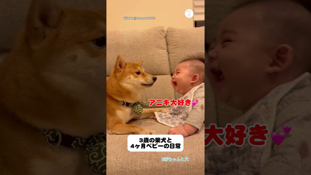 赤ちゃんと柴犬、ずっと仲良しな日常　　#柴犬　#犬　#赤ちゃん #癒し　#かわいい犬