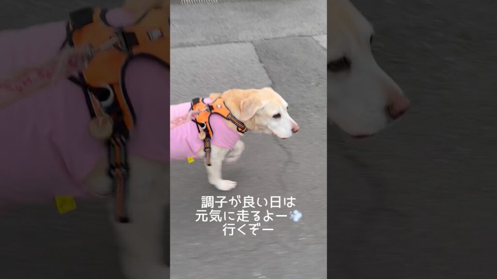 元気に走るかー！ #ラブラドールレトリバー #14歳 #愛犬との暮らし