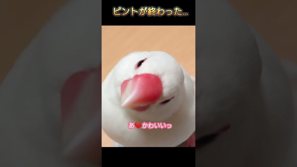 【ピントが終わったメルタイム。】#shorts #文鳥 #かわいい