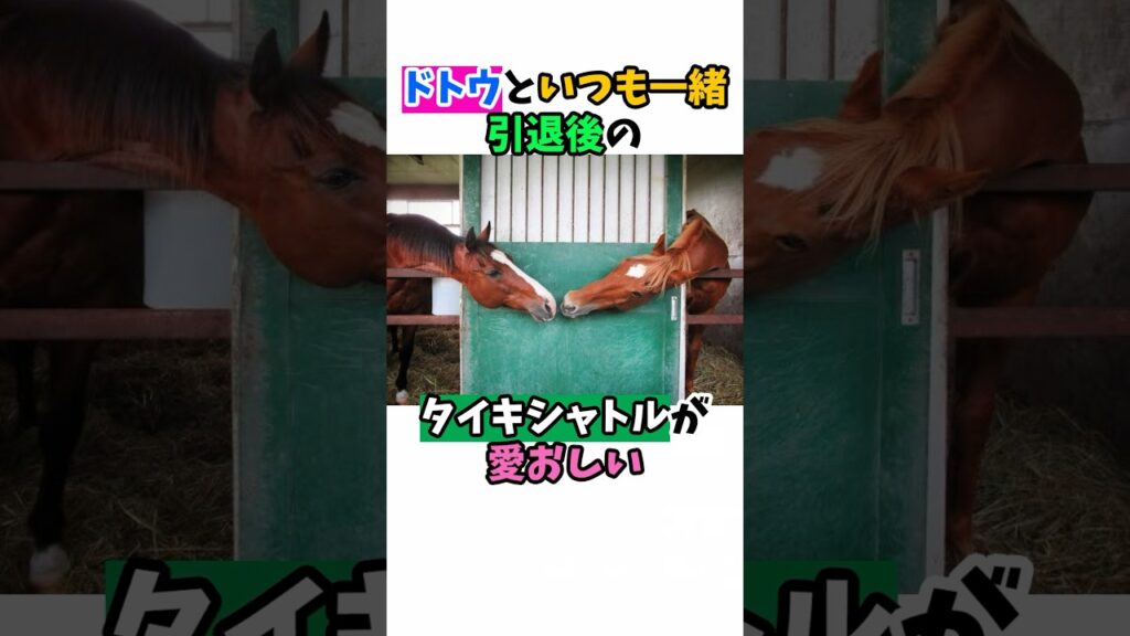 ドトウといつも一緒引退後のタイキシャトルが愛おしい#競馬 #horse