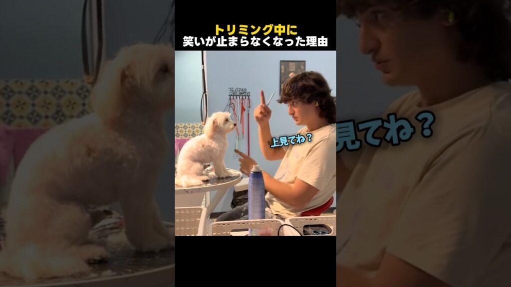 トリマーが笑いすぎて仕事にならないワンちゃん✂️