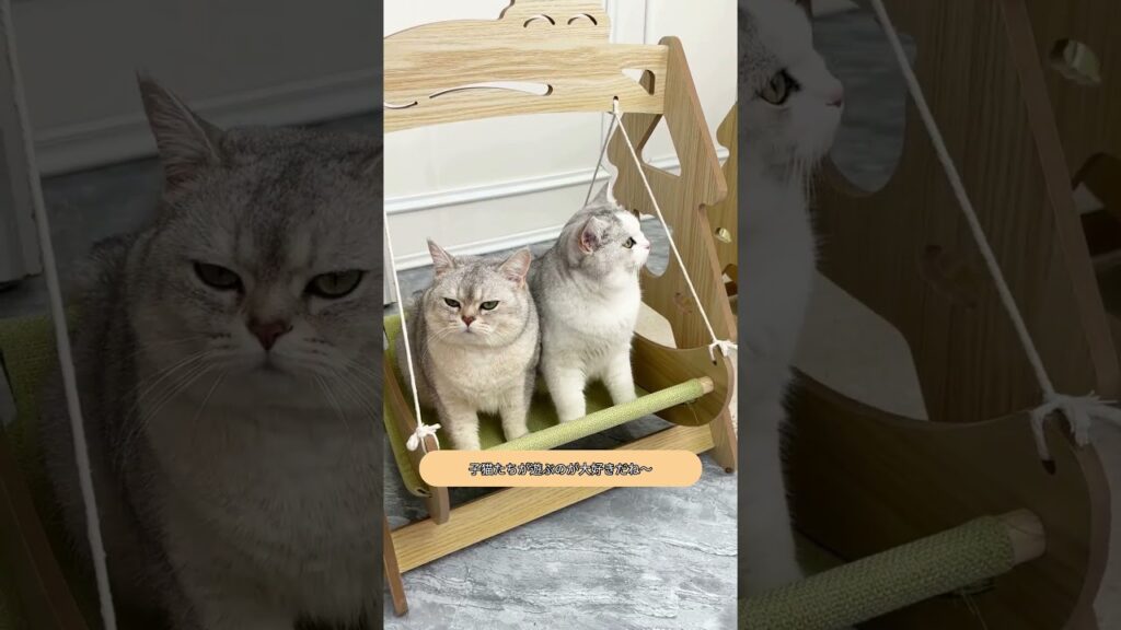 ゆらゆら…猫のブランコ🐾  #猫ブランコ #猫用品 #癒し #Shorts #cat #pets #ネコムート