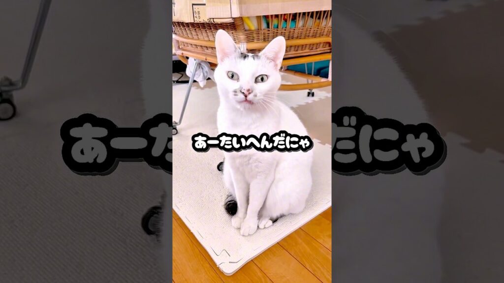 ねこのせいかちゅ