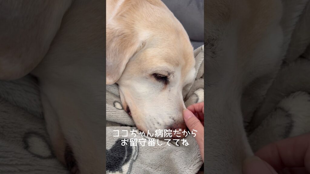 寝て待っててね #ラブラドールレトリバー #14歳 #愛犬との暮らし