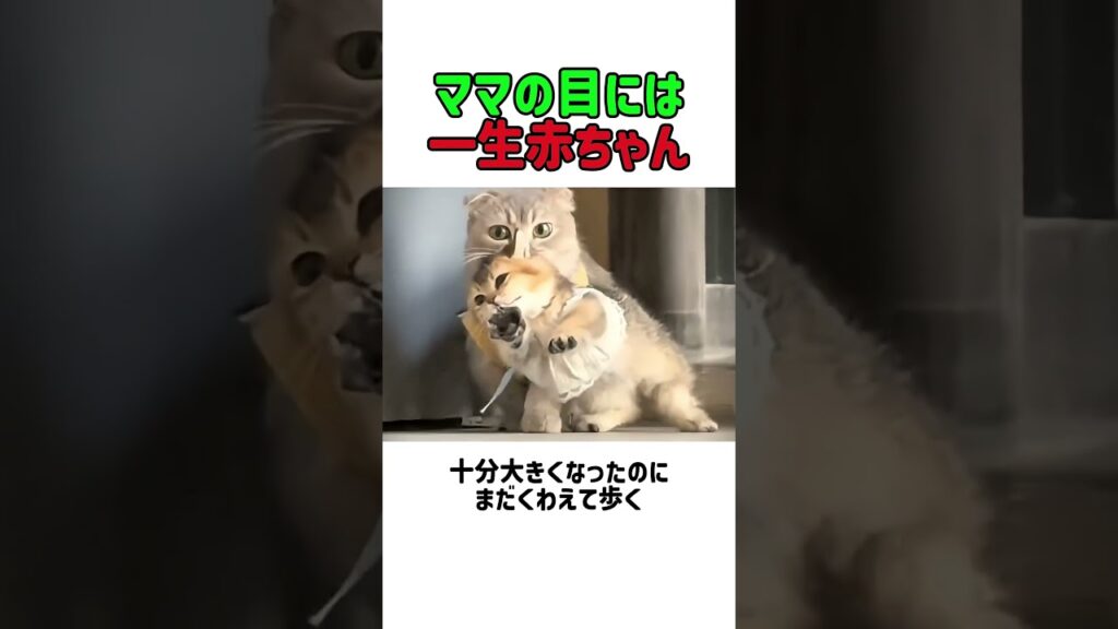 ママの目には一生赤ちゃん！大きな子猫を必死にくわえて運ぶママ猫！　 #すごい #癒し #ねこ #子ネコ  #元気になる動画 #ねこのいる生活 #猫のいる生活 #猫のいる暮らし #猫動画