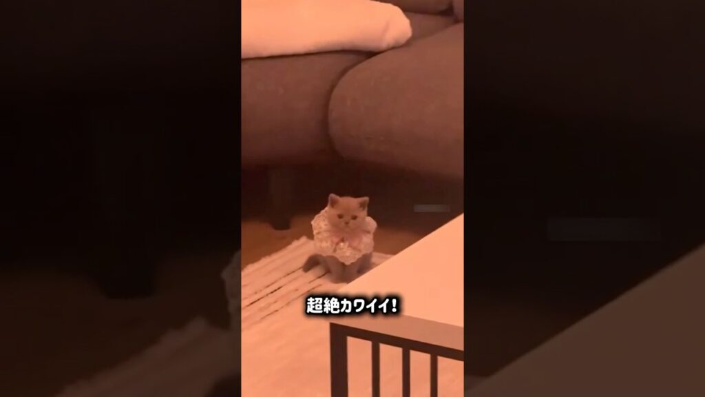 旦那が奥さんに内緒でしでかしたこと…あ、可愛い。😭  #子猫 #子ねこ #ねこ #猫 #かわいい #癒し#サプライズ #ショート動画  #驚き