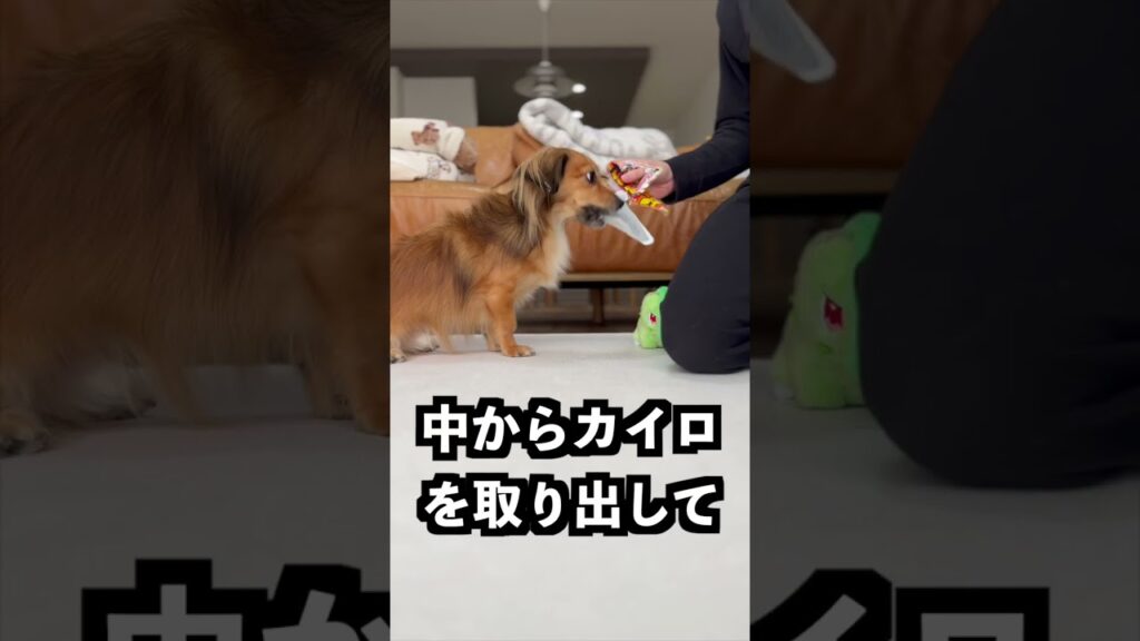 葉っぱを振り回すチコリータに卵を当てれば割れるはず！