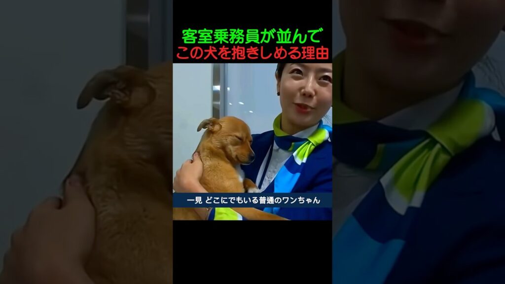 客室乗務員がこの犬を抱きしめる理由　 #犬 #いぬ #犬のいる生活 #癒し #いぬのきもち  #犬動画  #犬のいる暮らし  #感動 #愛犬