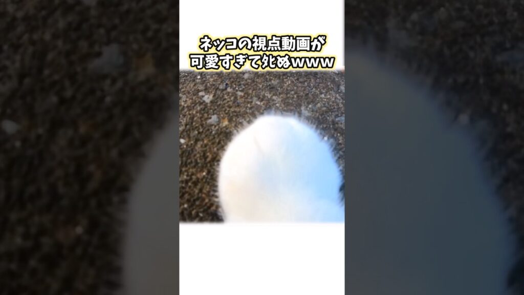 絶対ニヤける猫映像5選www #猫 #猫のいる暮らし #猫動画 #ねこ #可愛い #かわいい #癒し #ペット #動物 #2ch #shorts