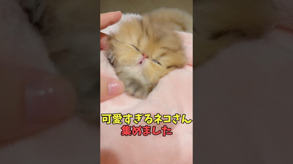 絶対「今年もがんばるか…」ってなる猫映像#猫　#猫のいる暮らし　#猫動画　#ねこ　#可愛い　#かわいい　#可愛すぎる　#2ch　#癒し　#ペット　#動物　#2ch 　#shorts